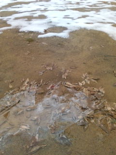 20100208072426.jpg