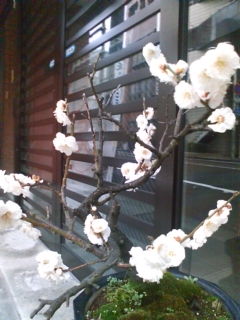20100305075314.jpg