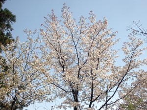 三国の桜